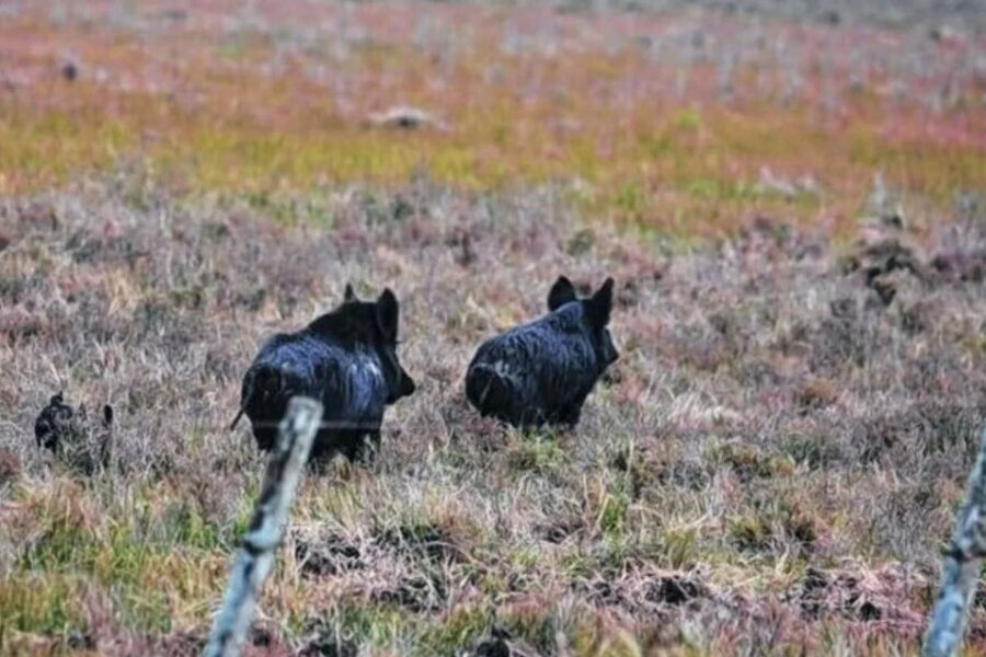 Temor en Bariloche por una “invasión” de jabalíes a semanas de la temporada de verano (referencia a Entre Ríos)