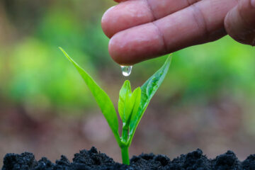 Programa «Un Árbol Bajo el Brazo»
