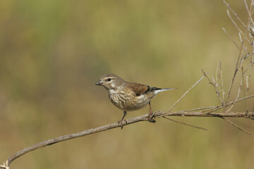 ¿Un mundo sin pájaros? (referencia a Entre Ríos)