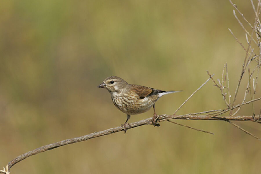 ¿Un mundo sin pájaros? (referencia a Entre Ríos)