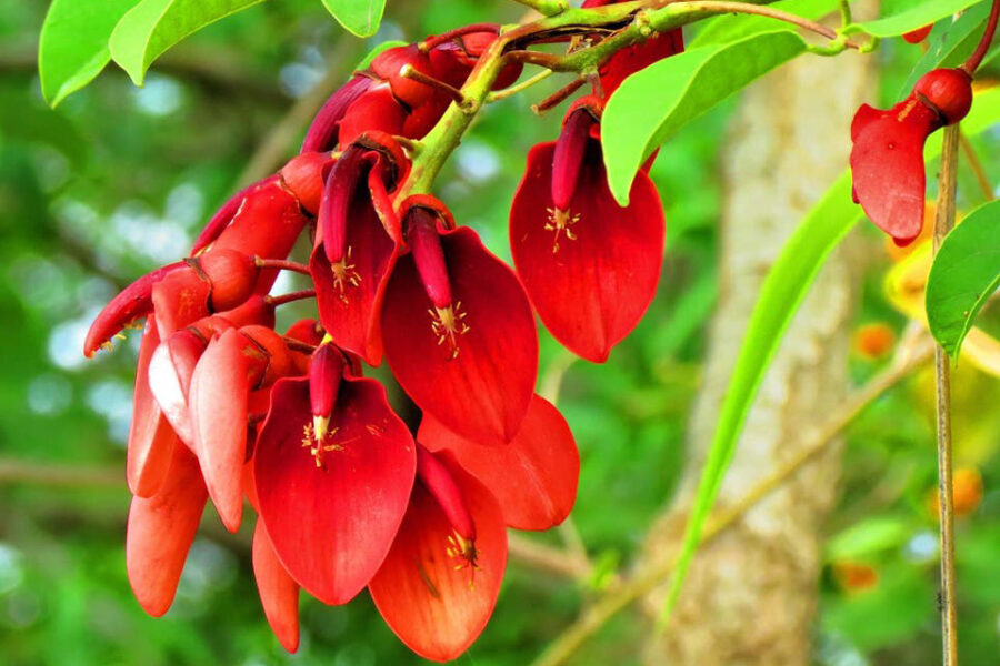 Por qué el ceibo es la flor nacional y cuál es su leyenda más famosa (referencia a Entre Ríos)