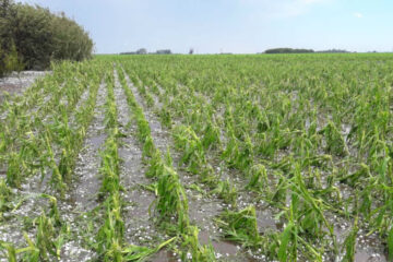 Graves daños en trigo y en maíz por una feroz granizada en varias zonas agrícolas (afectó zonas de Entre Ríos)
