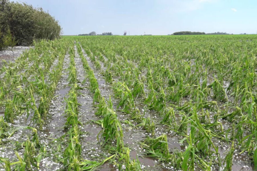 Graves daños en trigo y en maíz por una feroz granizada en varias zonas agrícolas (afectó zonas de Entre Ríos)