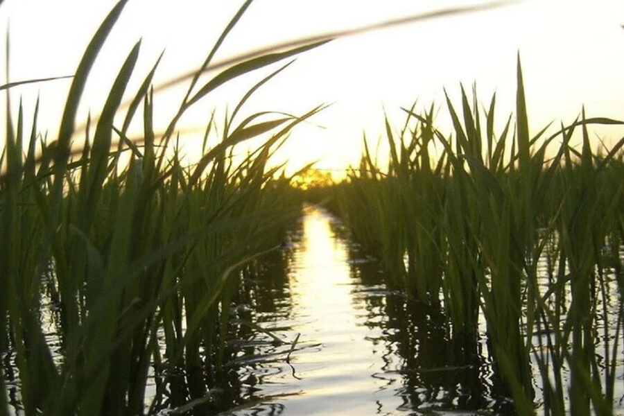 La siembra de arroz en Entre Ríos será la más baja de los últimos 25 años