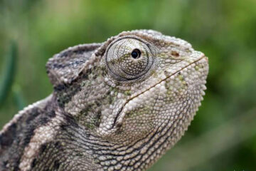 Quieren evitar los tránsfugas por ley