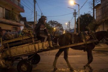 El desafío de salvar caballos usados para tirar carros en medio de la fragilidad legal (referencia a Entre Ríos)