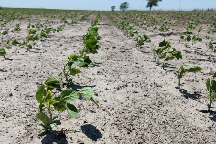 Alerta para Alberto Fernández. Sequía: la nueva cosecha enfrenta una suerte incierta (referencia a Entre Ríos)