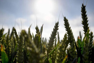 Sube la proyección del trigo: ahora estiman una trilla de 19,5 millones de toneladas, una cifra récord (datos de Entre Ríos)