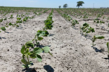 Siguen escasas las reservas de humedad, pero observan una mejora (lluvias en Entre Ríos)