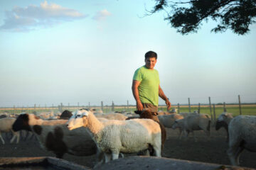 Carne ovina: el modelo que nace en el campo y quiere conquistar al consumidor (desarrollo en Entre Ríos)