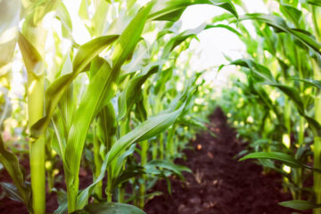 Llovió en gran parte de la zona agrícola y se frenan las pérdidas en los cultivos (referencia a Entre Ríos)