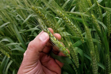 Las enfermedades retacearon la cosecha triguera entrerriana