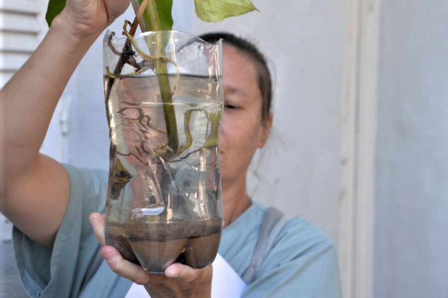 Bloqueo sanitario por dengue autóctono