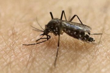 Alerta por 38 casos de dengue en Entre Ríos