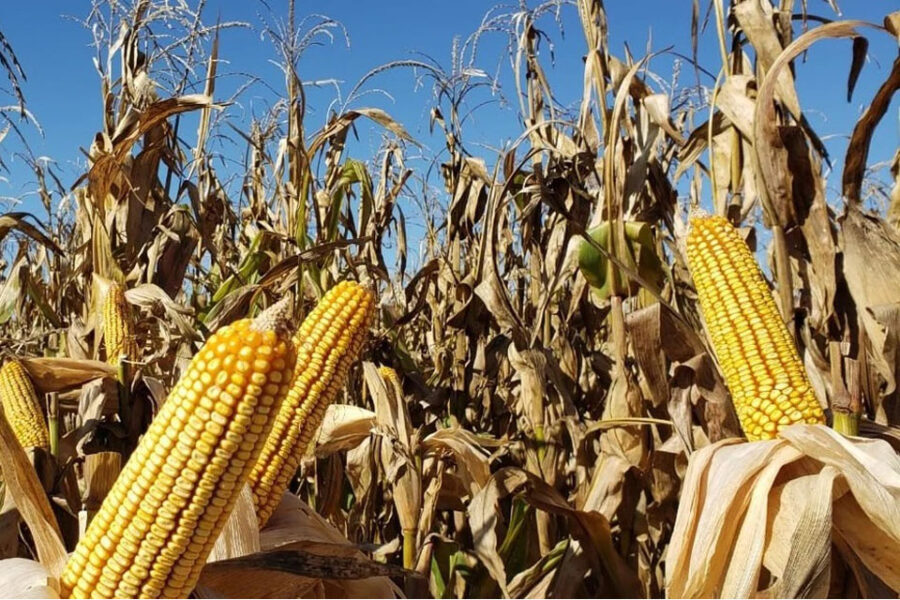 La proyección de la cosecha de maíz se mantiene en 50 millones de toneladas (datos de Entre Ríos)