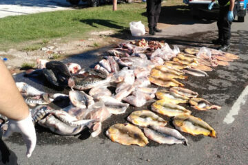 Piden la veda total de la pesca en Entre Ríos