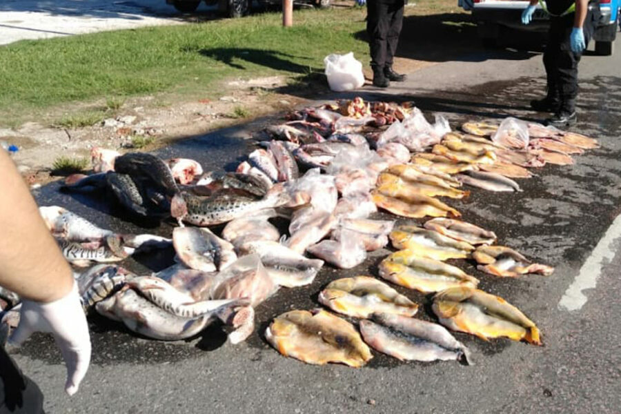 Piden la veda total de la pesca en Entre Ríos