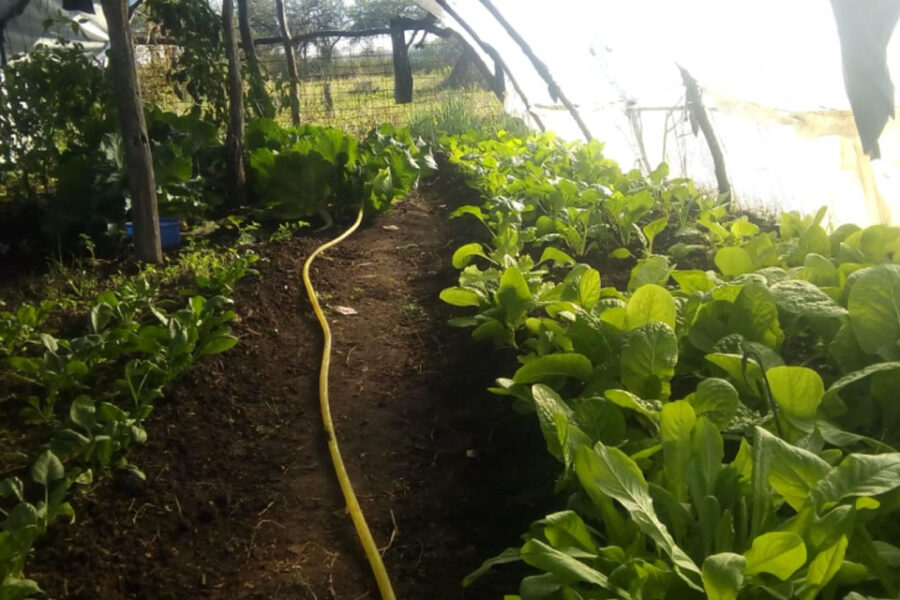 Programa “Mujeres Campesinas”