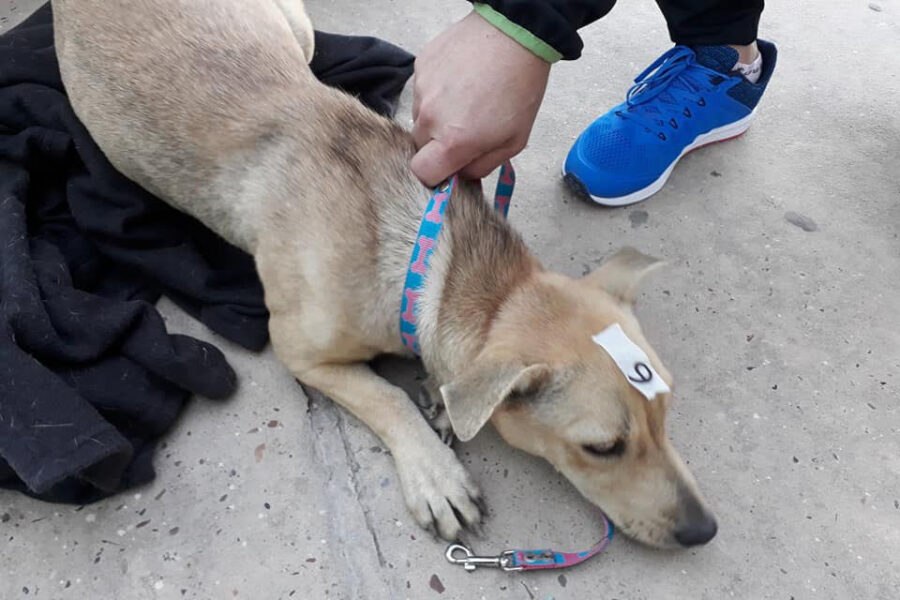 Castraciones con protocolo y turnos