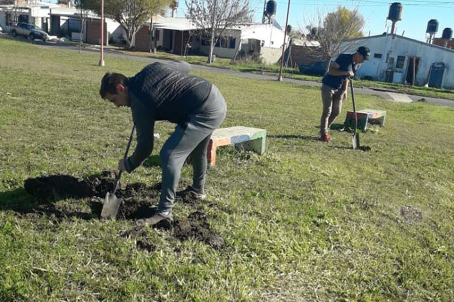 Plantación de árboles