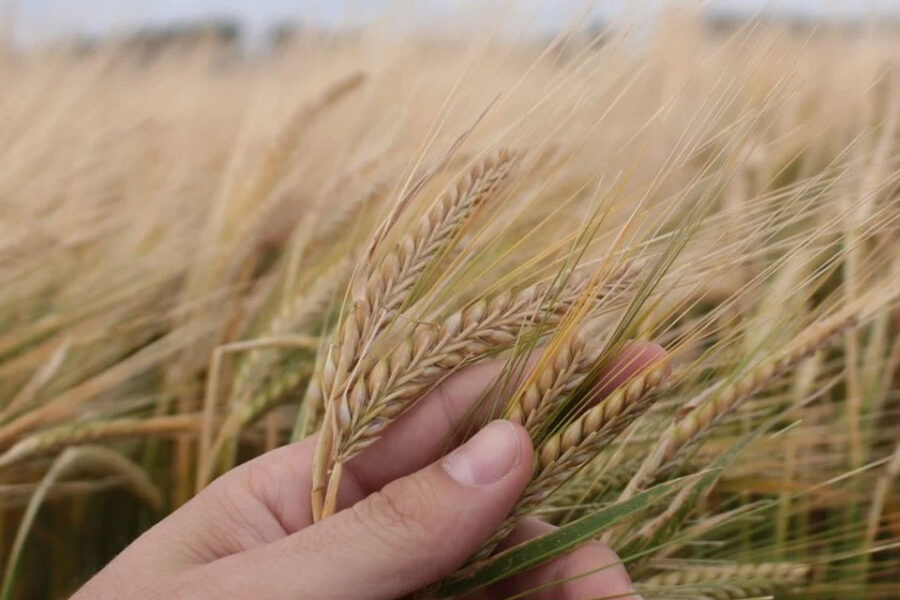 La agroindustria cervecera ascendió al décimo puesto en el complejo agroexportador argentino (producción en Entre Ríos)