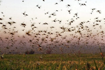 Reclaman que se tomen medidas para controlar la manga de langostas (en Entre Ríos)