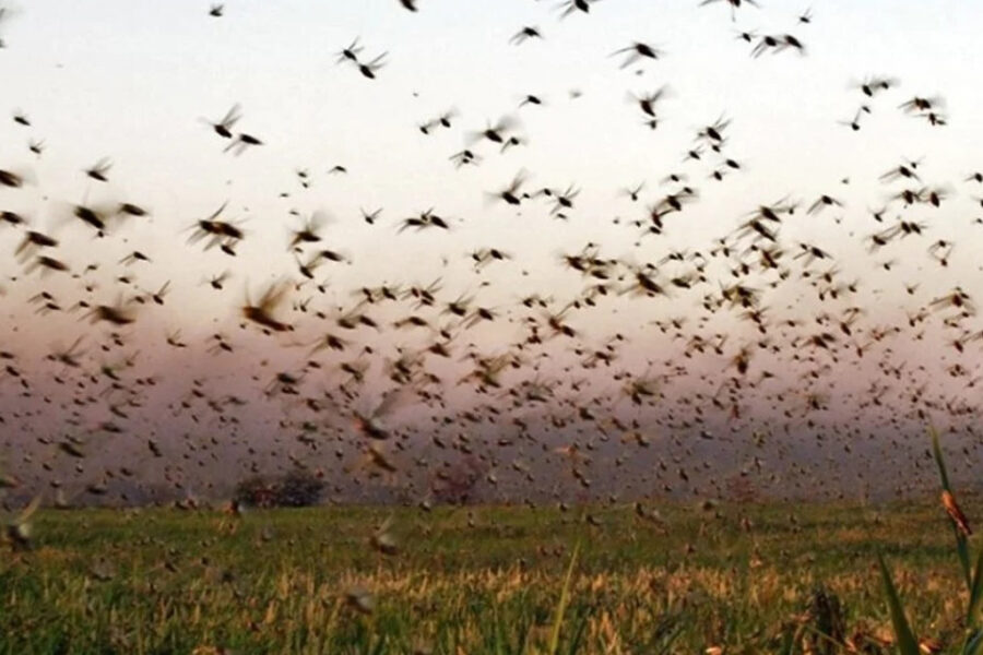 Reclaman que se tomen medidas para controlar la manga de langostas (en Entre Ríos)