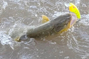 ¿Se puede pescar?: dónde y cómo tramitar los permisos de pesca y circulación en cada provincia (referencia a Entre Ríos)