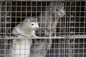 El virus mutó en los visones y alteraría el desarrollo de las vacunas