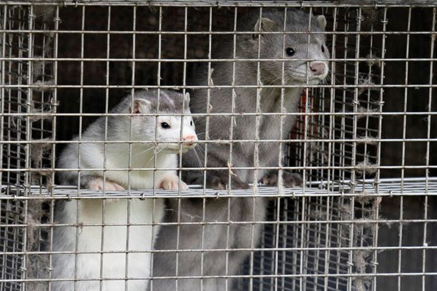 El virus mutó en los visones y alteraría el desarrollo de las vacunas