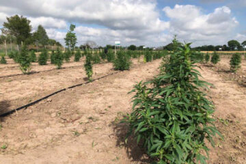 Cannava: ya funciona el primer laboratorio de cannabis medicinal (menciona a Entre Ríos)