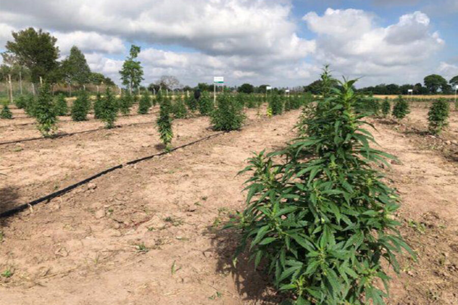 Cannava: ya funciona el primer laboratorio de cannabis medicinal (menciona a Entre Ríos)