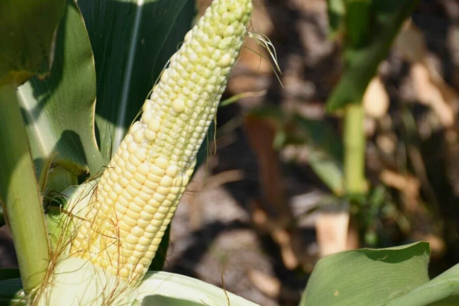 Más del 90{10b083c464b21a2e5b96ab7d1950c6efda5949816d8d4b699d6508628a11a647} del maíz está sembrado y las lluvias mejoraron la condición de los lotes tempranos (mención a Entre Ríos)