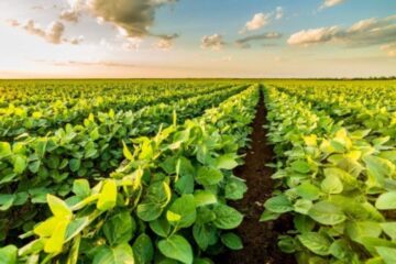 Terminó la siembra de soja y recortan las proyecciones de producción (área agrícola de Entre Ríos)