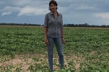 Llovió algo, pero la soja y el maíz piden más “agua bendita” (la situación de Entre Ríos)