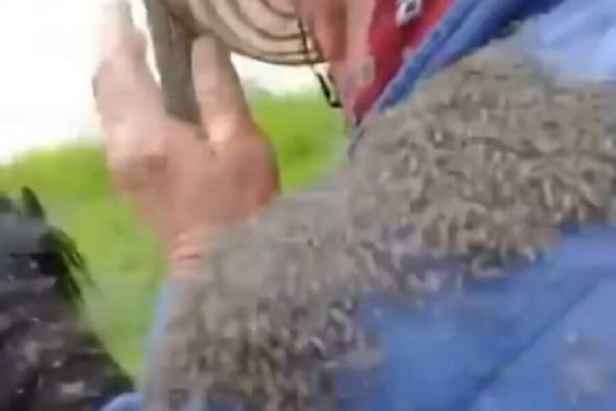 Invasión de mosquitos en la región