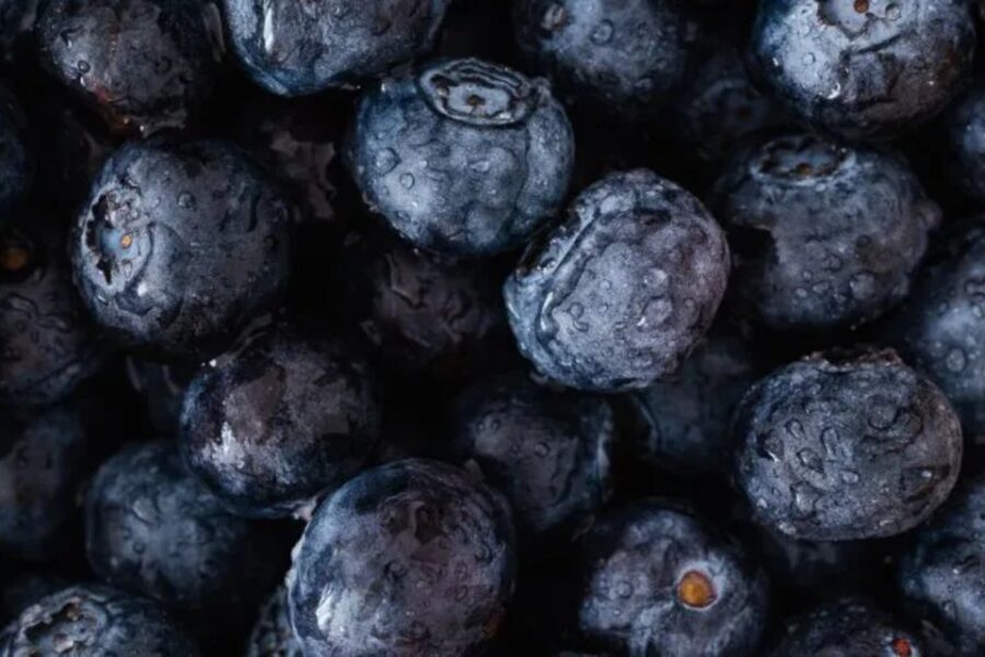 Cancillería logró destrabar conflicto con arándanos argentinos en Estados Unidos (producción entrerriana)