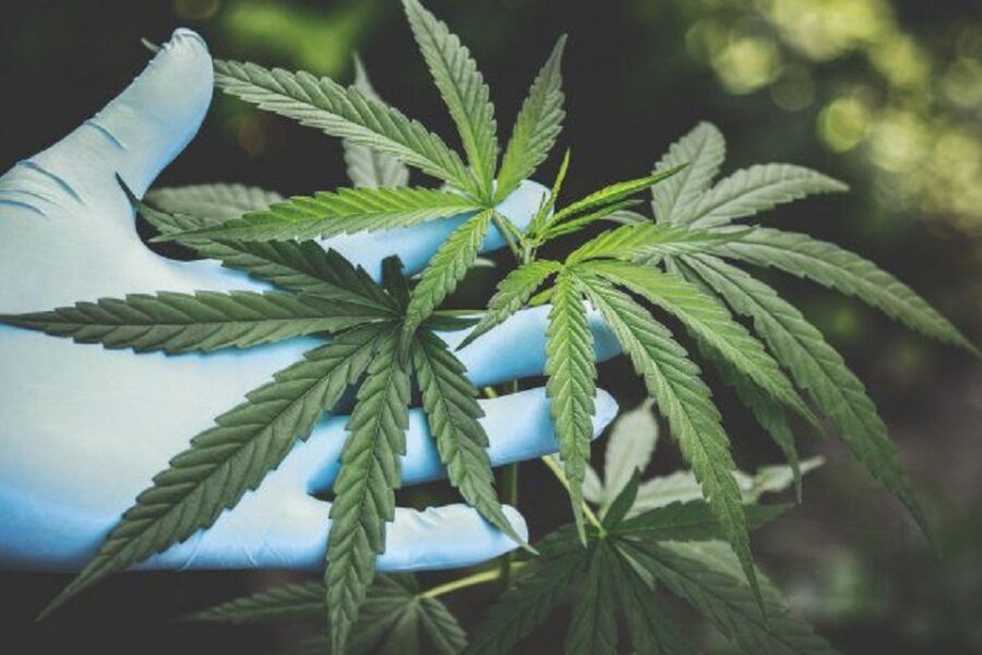 Se avanza hacia la comercialización del Cannabis