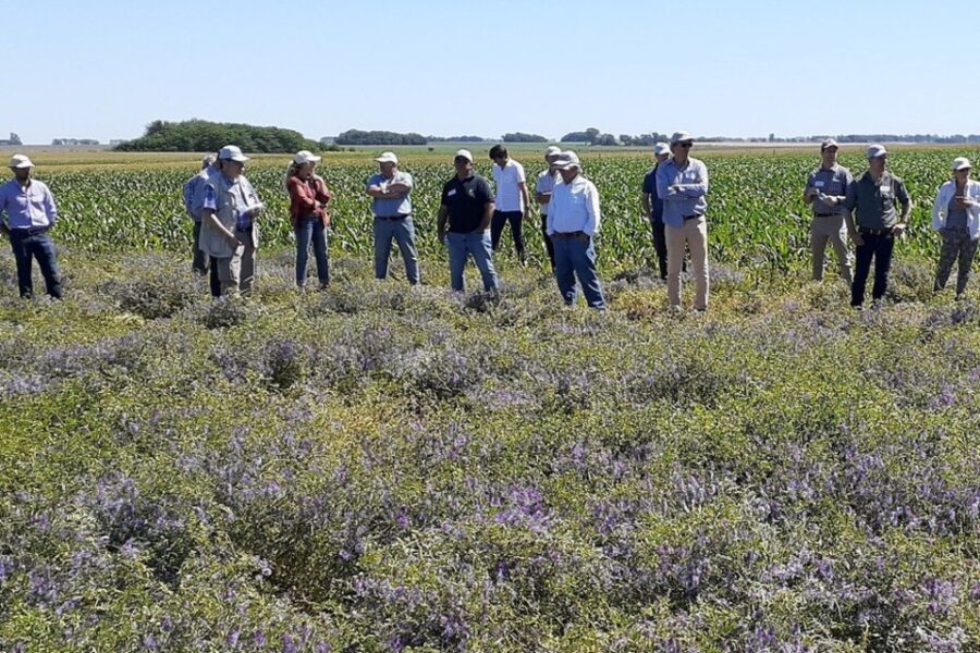 Crece la adopción de los cultivos de cobertura y el análisis de suelos (campos entrerrianos)