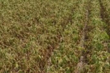 Zona núcleo: las altas temperaturas y la falta de agua impactan de lleno en la soja y caería la producción (mención a Entre Ríos)