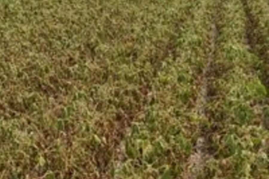 Zona núcleo: las altas temperaturas y la falta de agua impactan de lleno en la soja y caería la producción (mención a Entre Ríos)