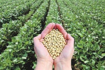 Dejó de llover y se resienten las proyecciones de las cosechas de soja y maíz (campo entrerriano)