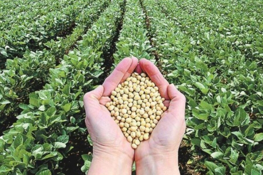 Dejó de llover y se resienten las proyecciones de las cosechas de soja y maíz (campo entrerriano)