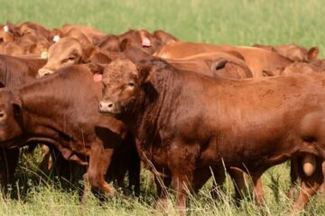 Muchas cabañas, un solo objetivo: la prueba pastoril como forma de validar el mejoramiento genético (participan entrerrianos)