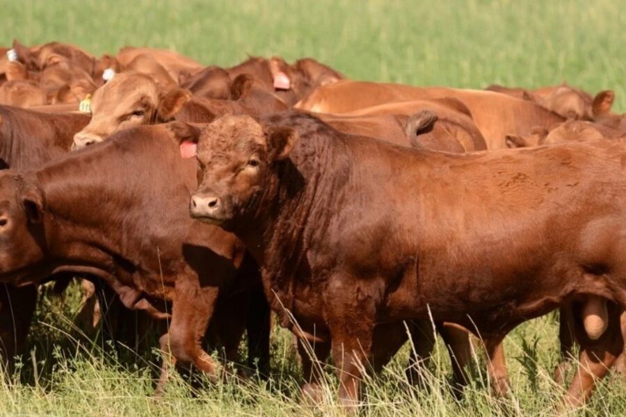 Muchas cabañas, un solo objetivo: la prueba pastoril como forma de validar el mejoramiento genético (participan entrerrianos)