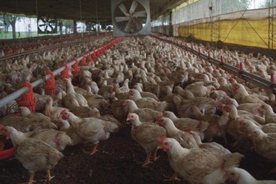 Mejoran la fertilidad y estructura del suelo con residuos de las granjas avícolas (mención a investigador entrerriano)