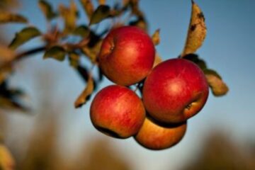 Dólar, inflación y tarifas, el combo que impacta en las economías regionales (mención a productor entrerriano)