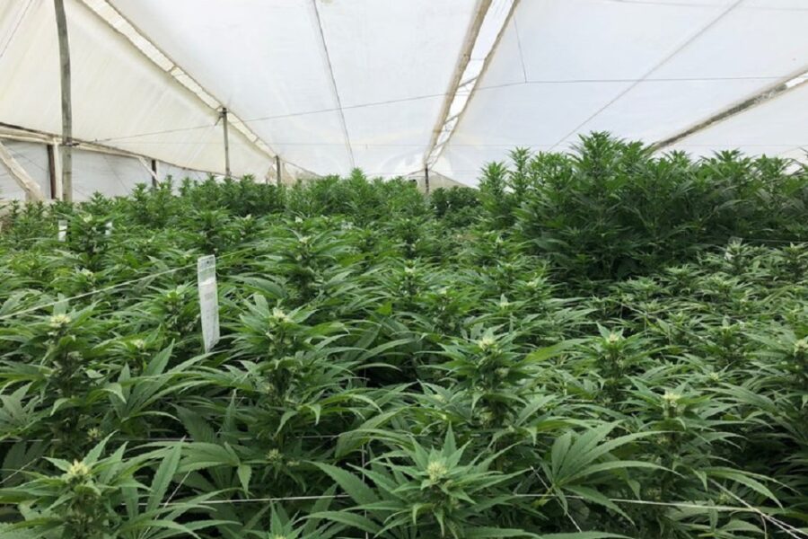 Cannabis medicinal: Media sanción a la regulación del autocultivo en la provincia