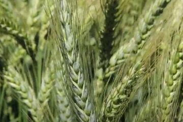 Variedades elegidas por patrones de calidad, rinde y sanidad (producción en Entre Ríos)