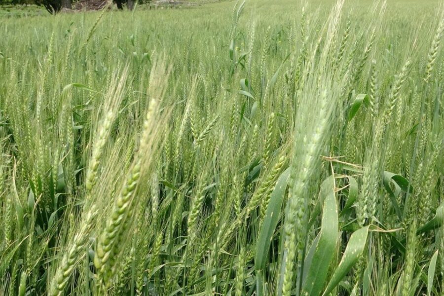 Una alternativa para control de enfermedades resistentes en trigo (pruebas en Entre Ríos)